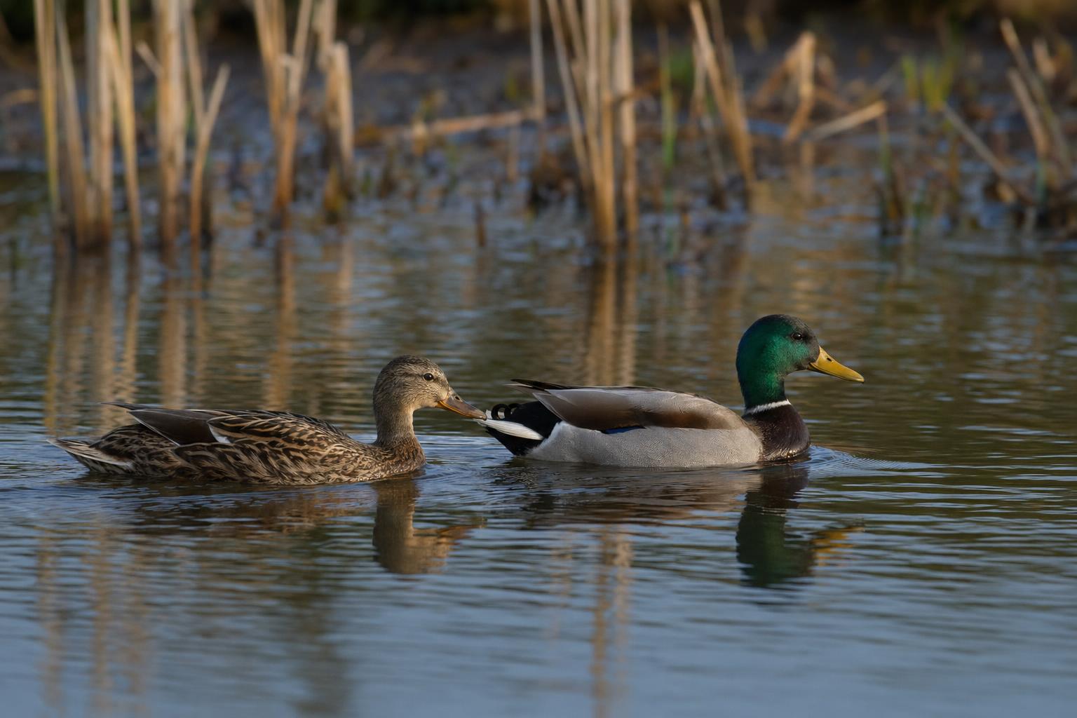 How do ducks mate featured image