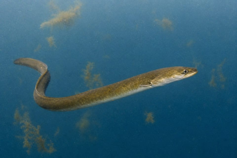 How do eels reproduce featured image
