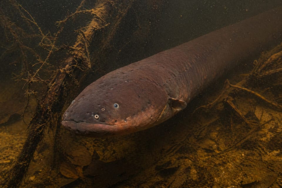 how do electric eels work featured image
