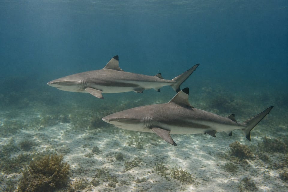how do sharks mate featured photo