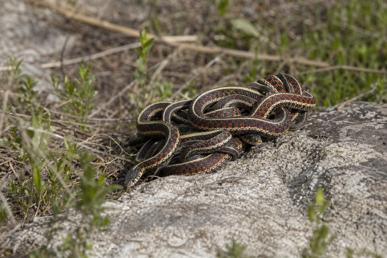 how do snakes mate featured image