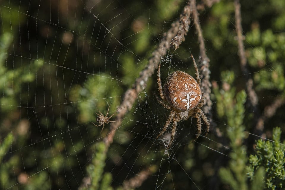 How do spiders mate featured image