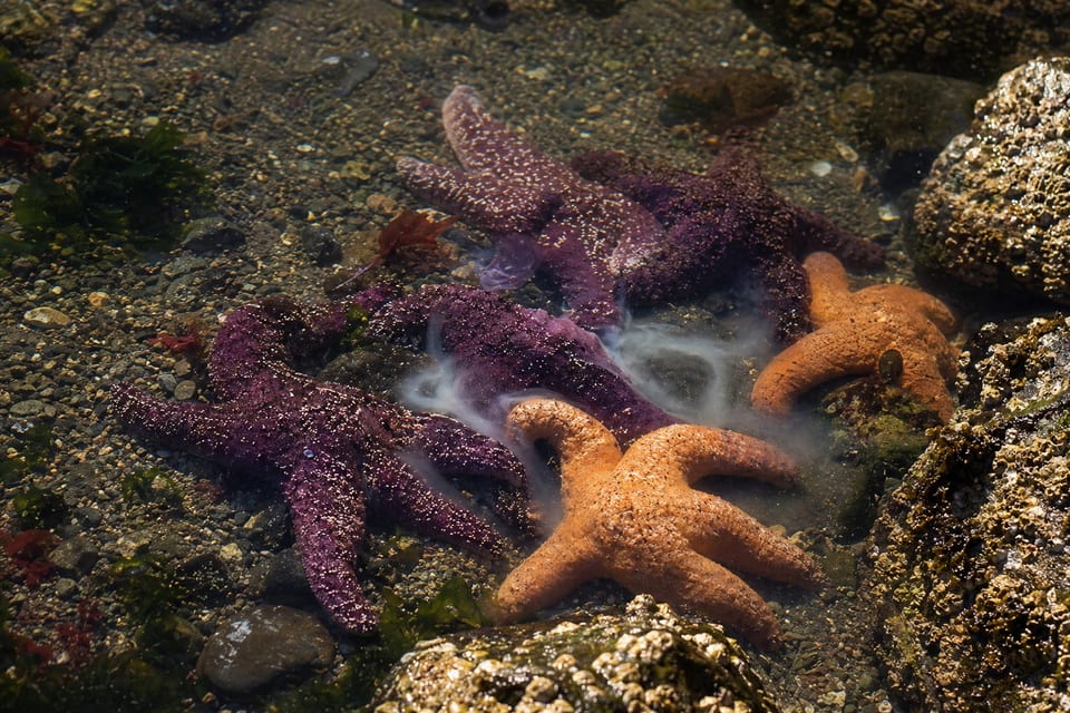 How do starfish reproduce featured image