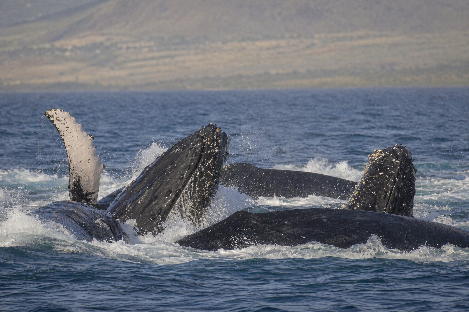 How do whales mate featured image