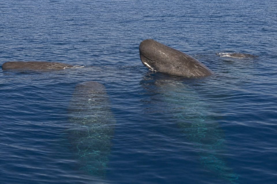 how do whales sleep featured photo