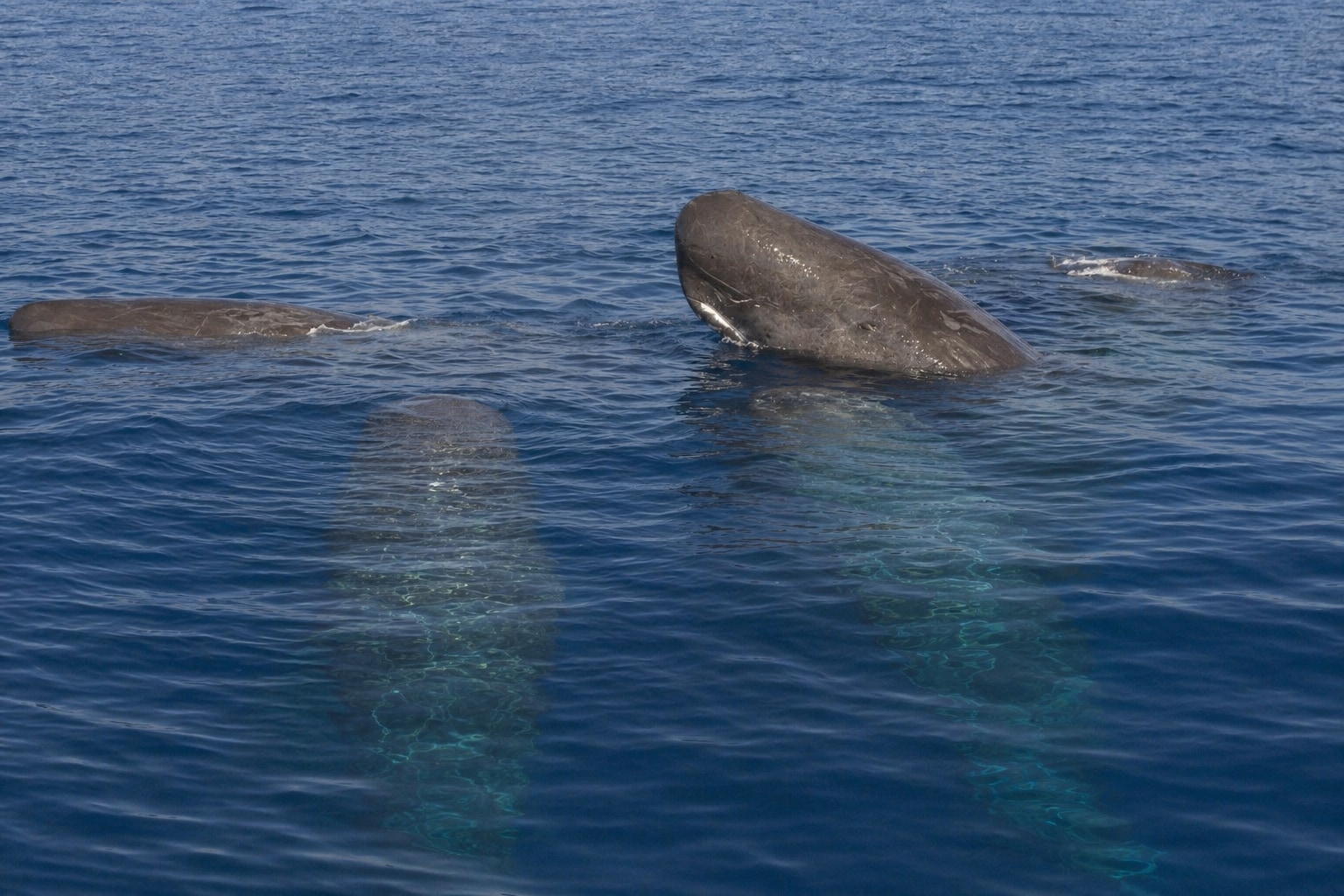 how do whales sleep featured photo