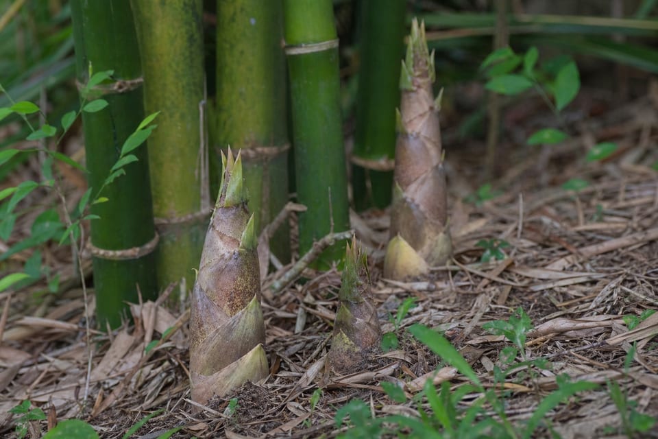 how fast does bamboo grow featured image
