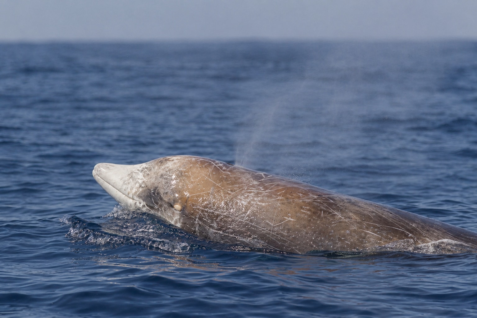 How long can whales hold their breath featured image