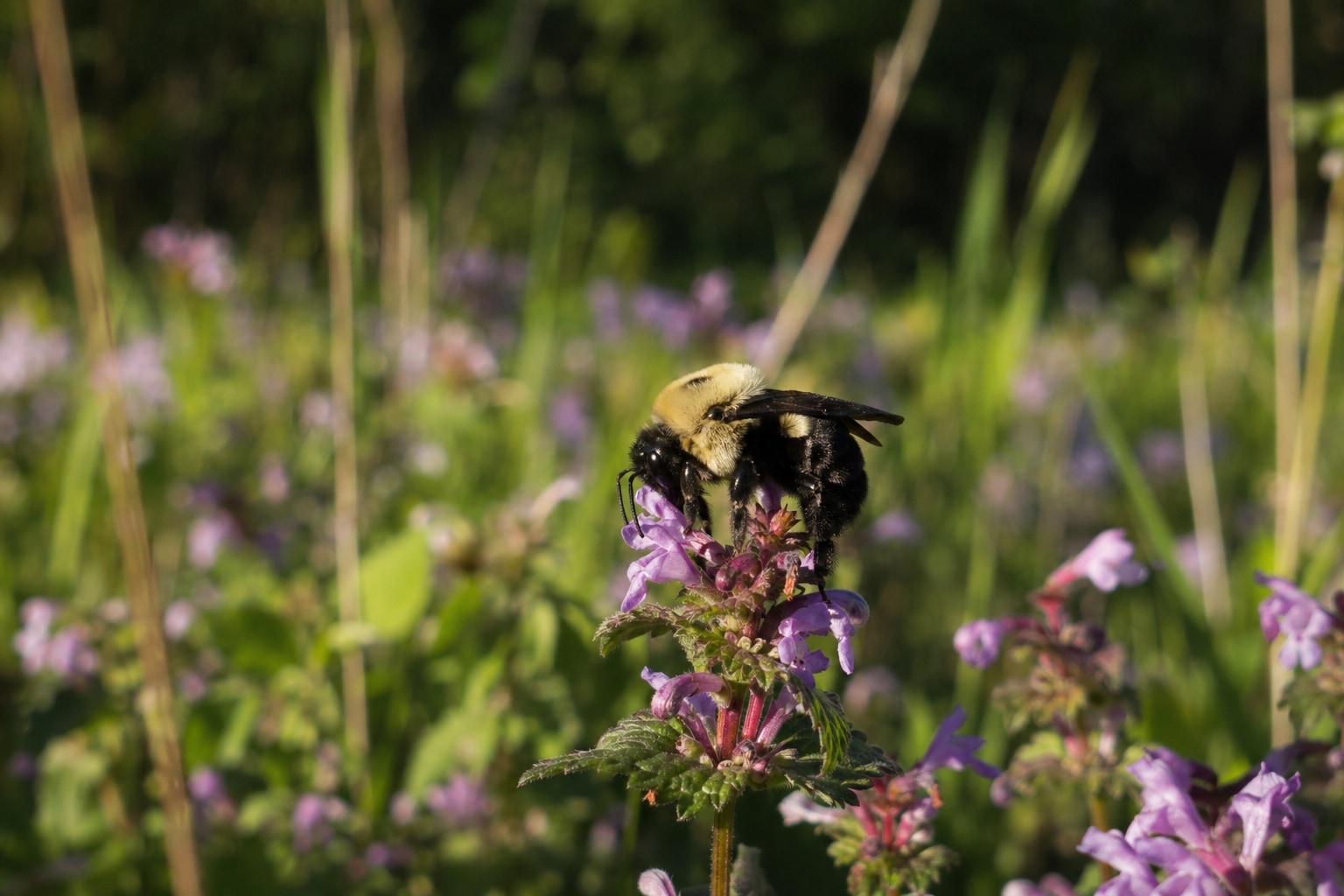 how long do bees live featured image