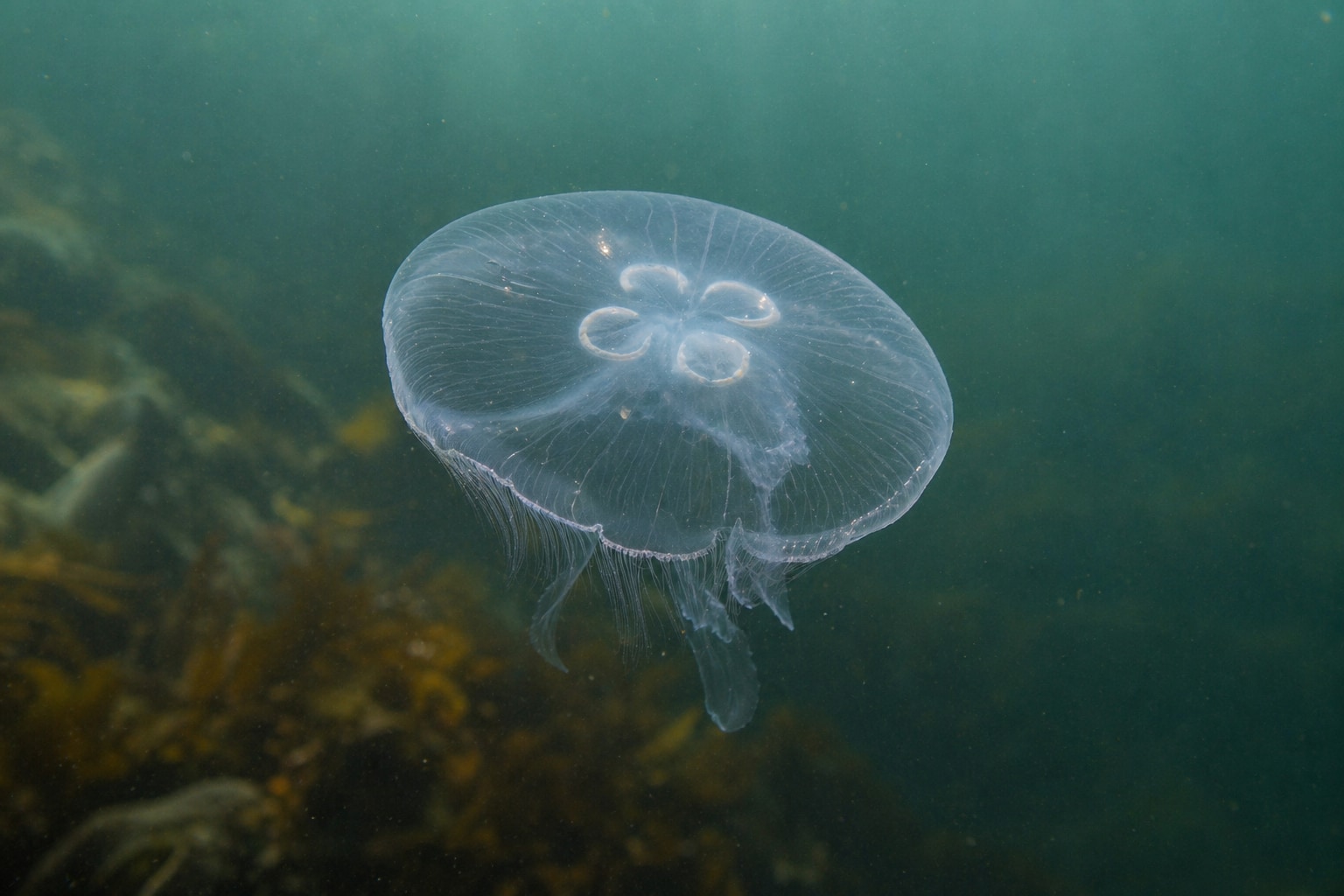 how long do jellyfish live featured image