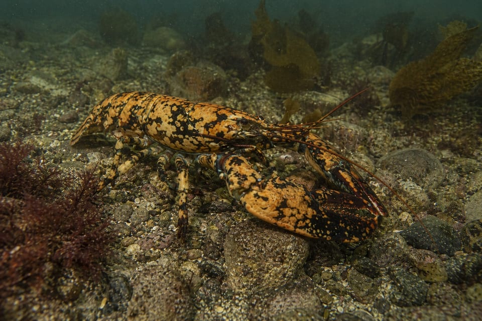 how long do lobsters live featured photo