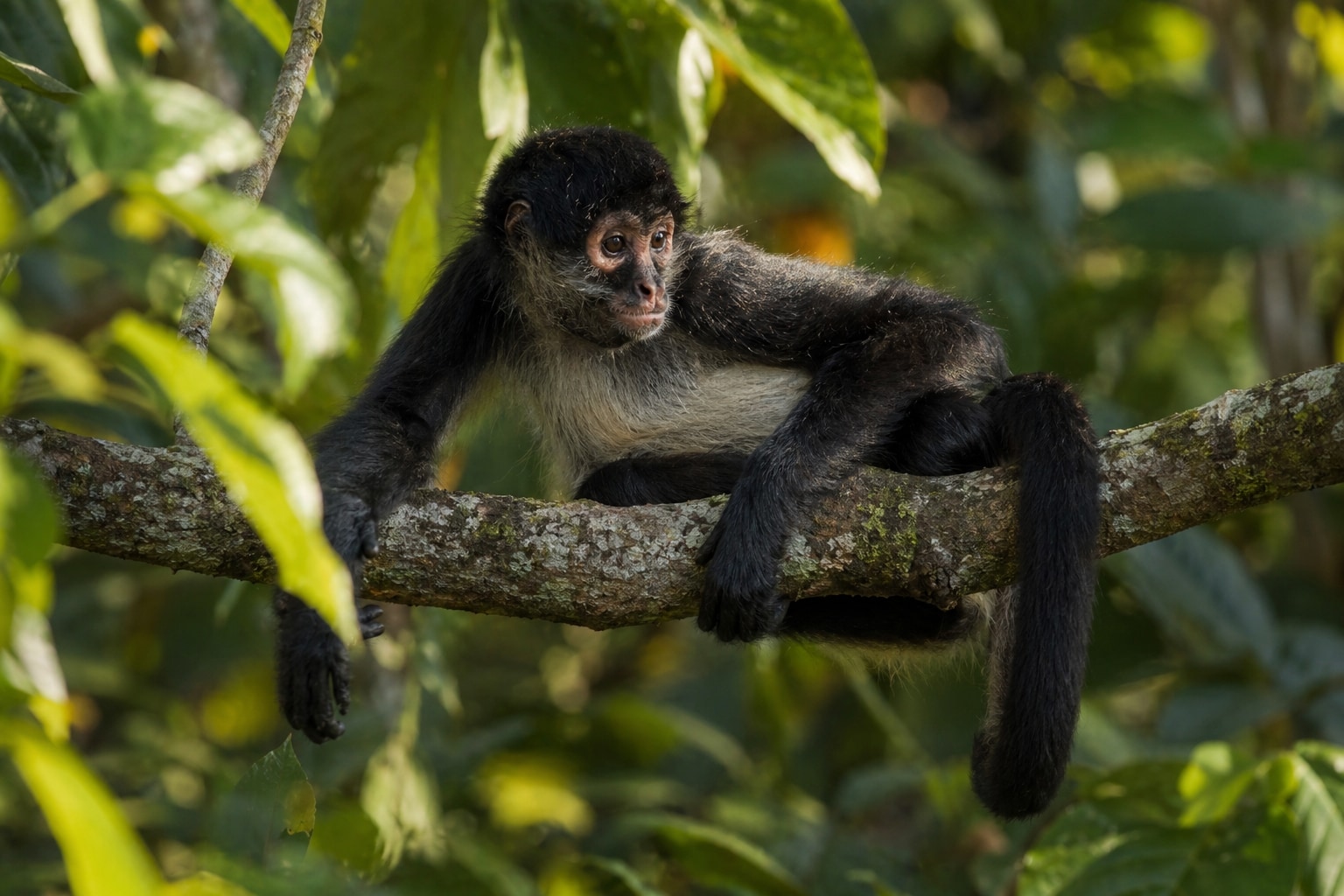 how long do monkeys live featured image