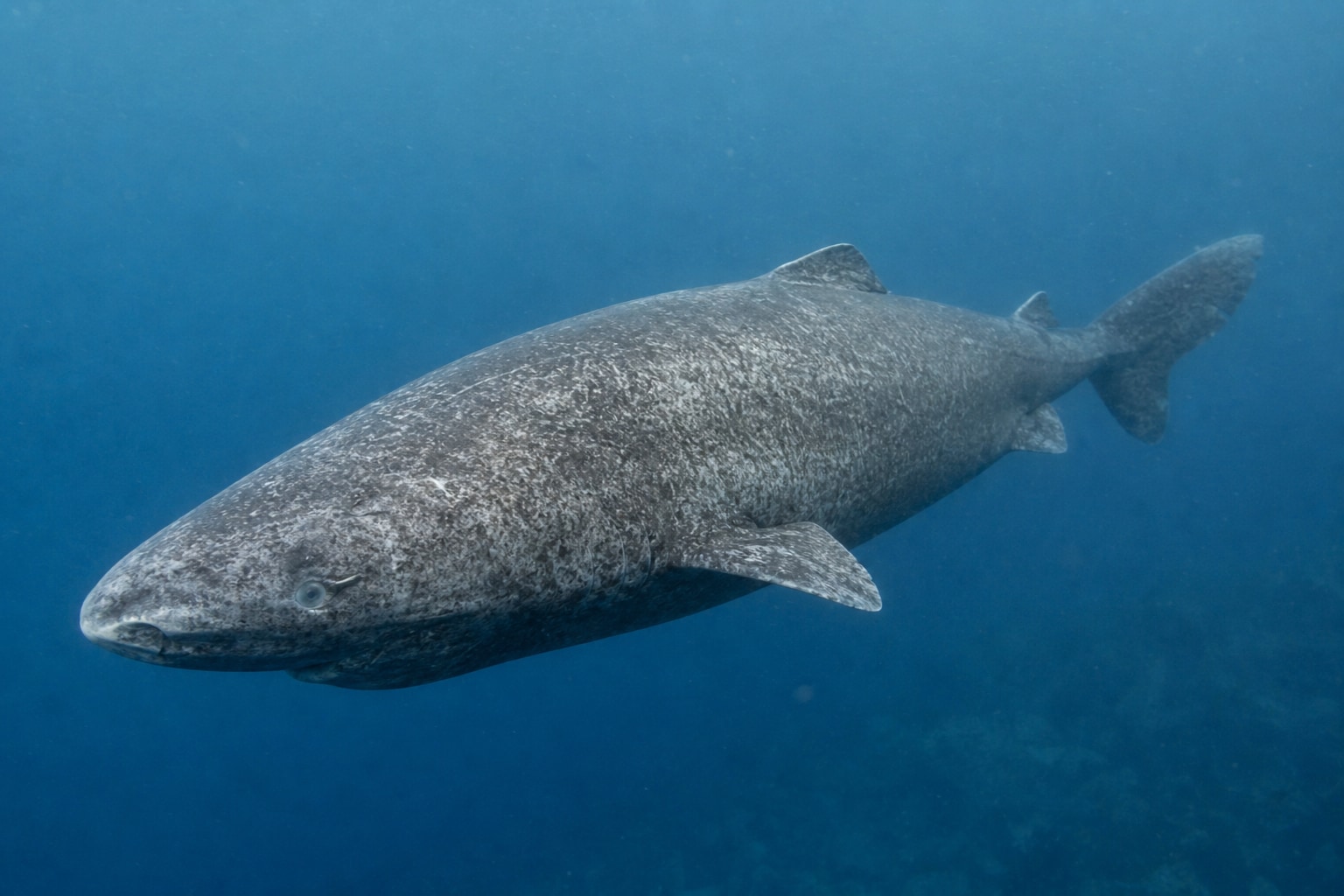 How long do sharks live featured image