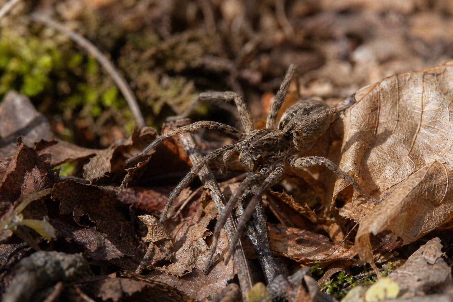 How long do spiders live featured image