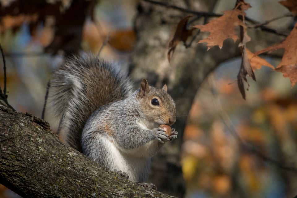 how long do squirrels live featured photo