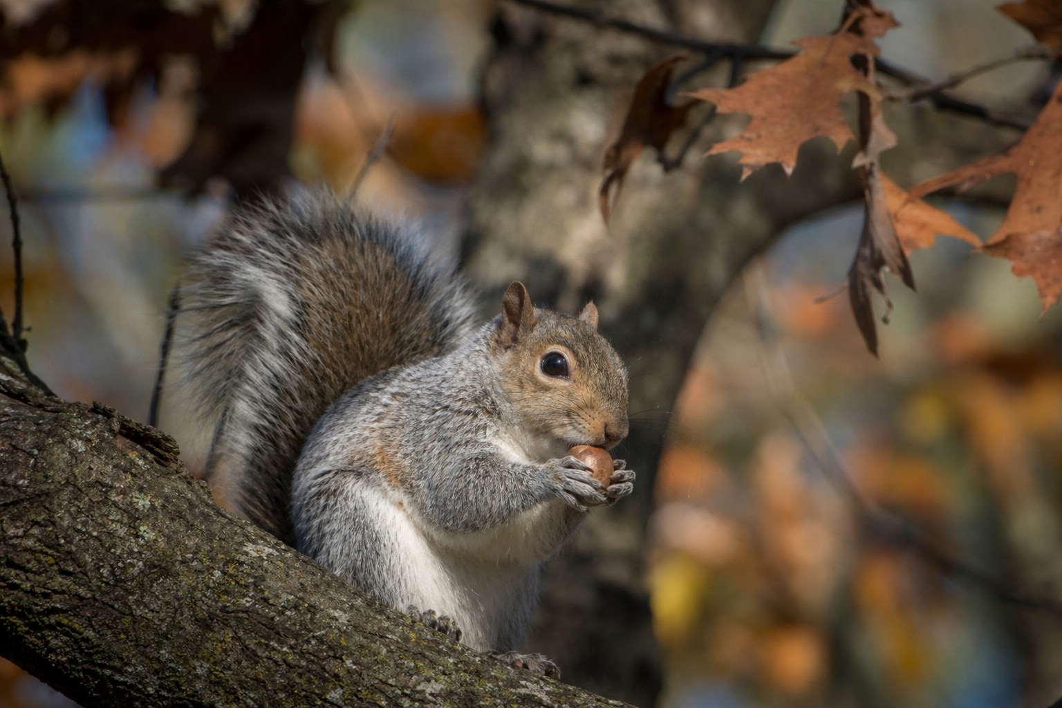 how long do squirrels live featured photo