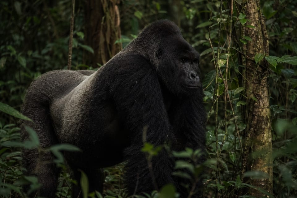 how strong is a gorilla featured image