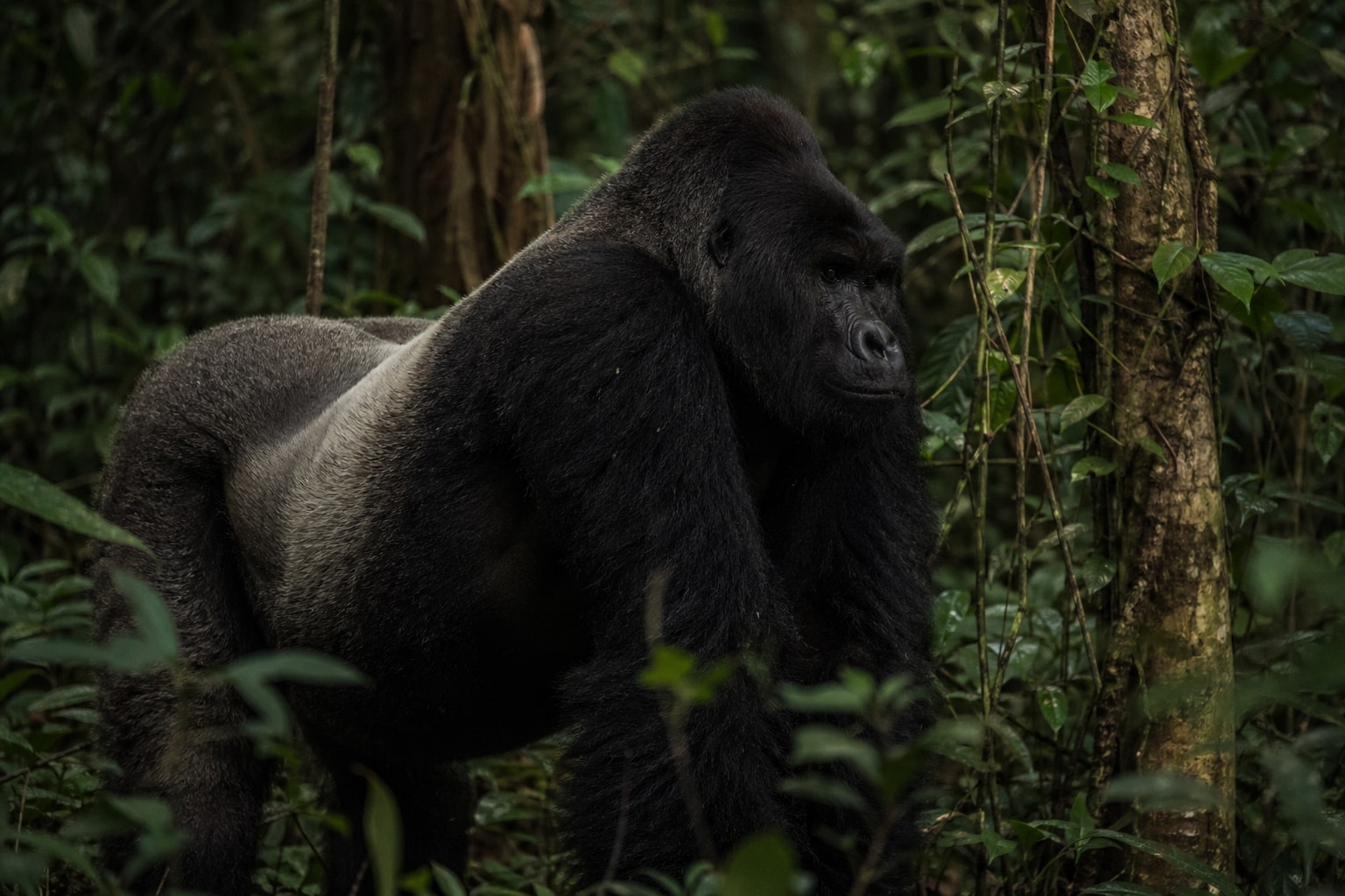 how strong is a gorilla featured image
