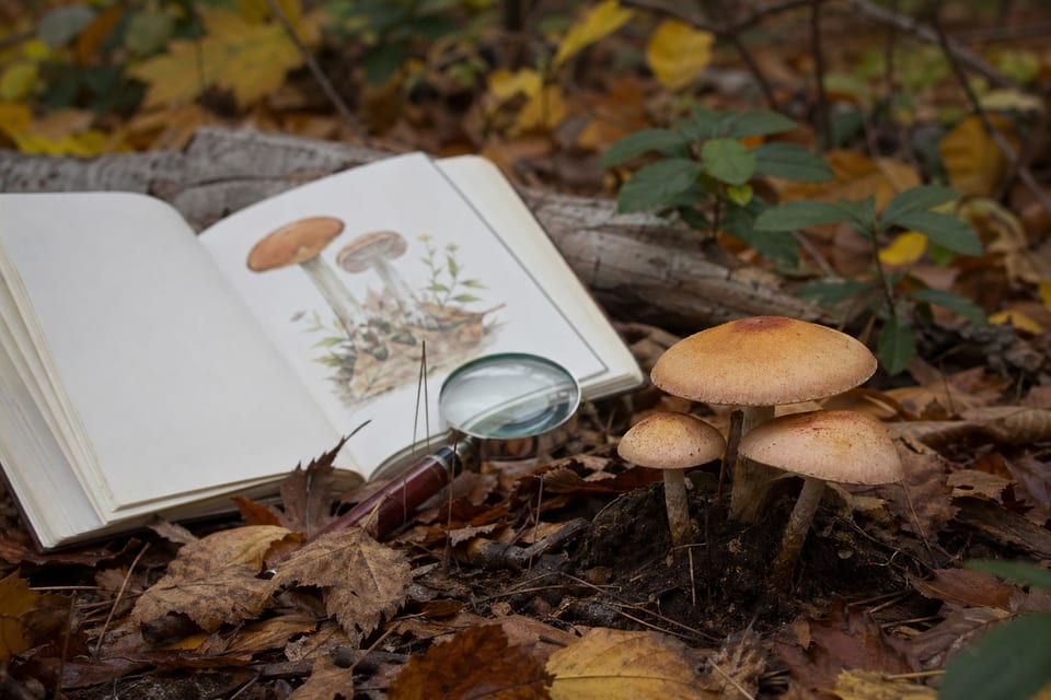 How to Identify Mushrooms Cover