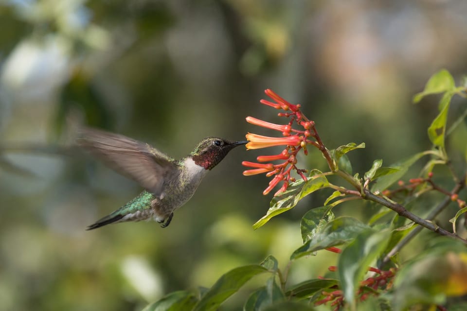 hummingbirds in florida featured photo