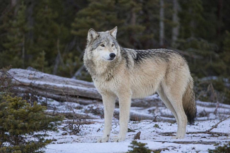 Idaho wolves featured image