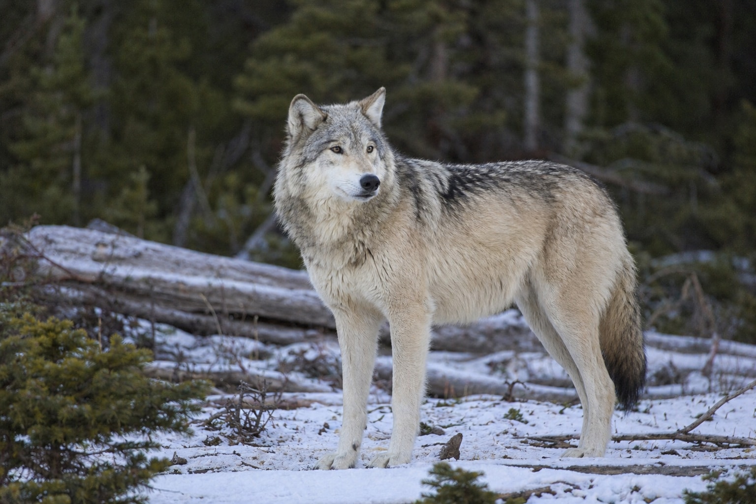 Idaho wolves featured image
