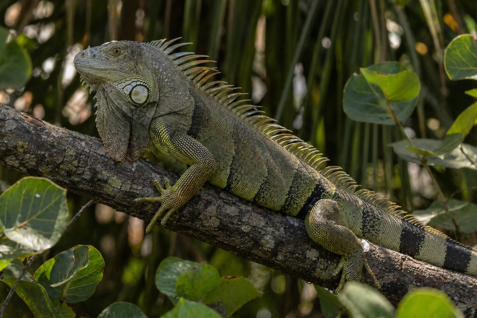 iguanas in Florida featured image
