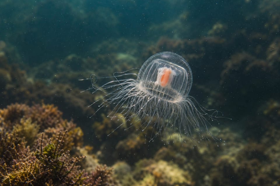 immortal jellyfish featured image
