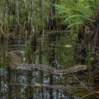 Invasive species featured image