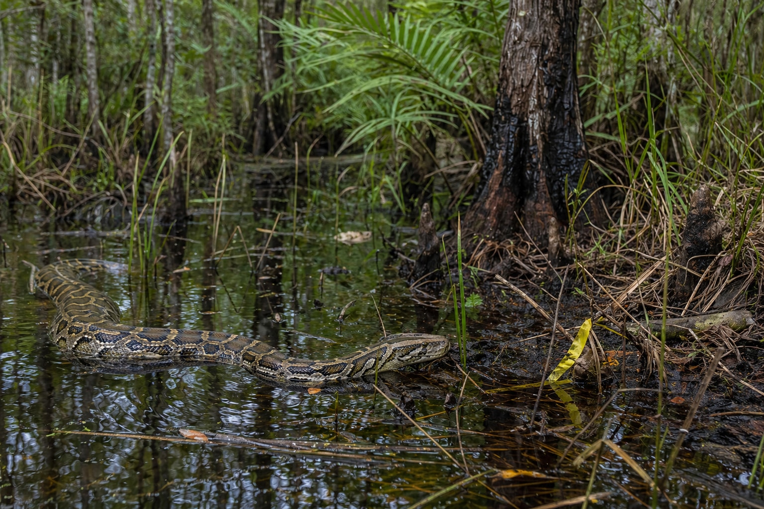 Invasive species featured image