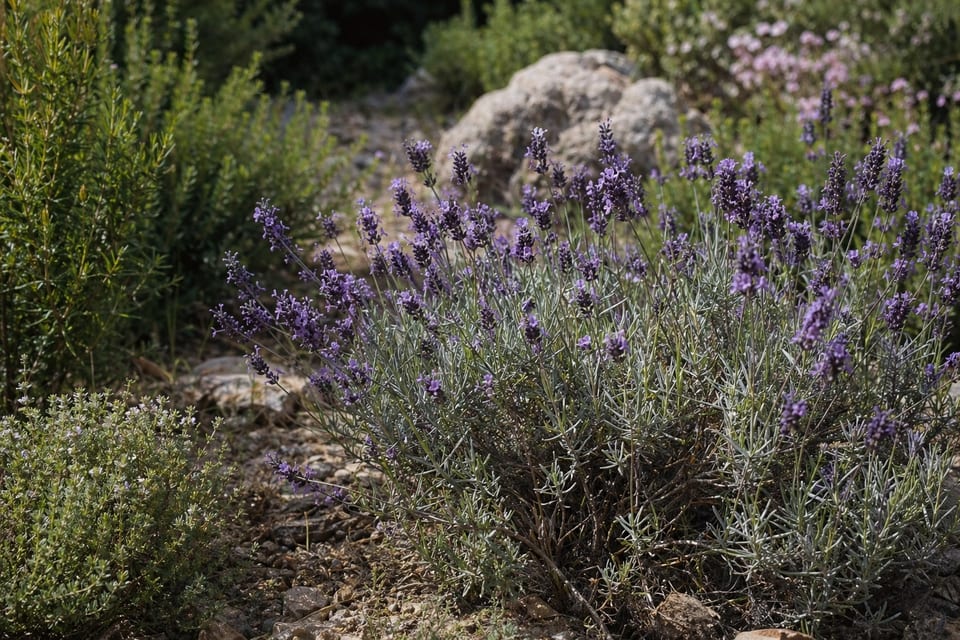 Is lavender a perennial featured image
