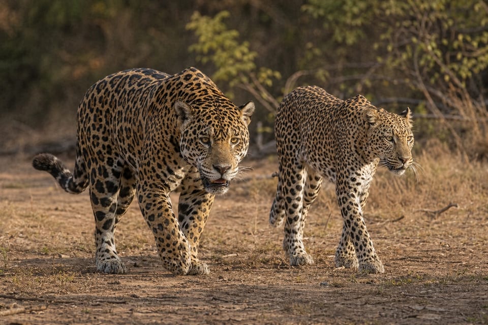 Jaguar vs leopard featured image
