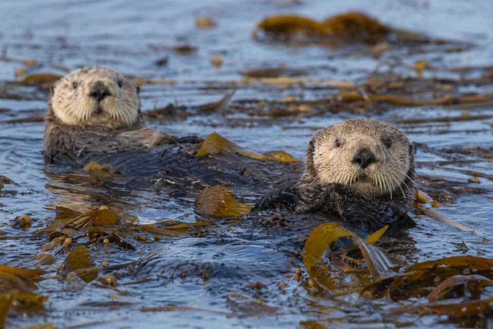 keystone species examples featured photo