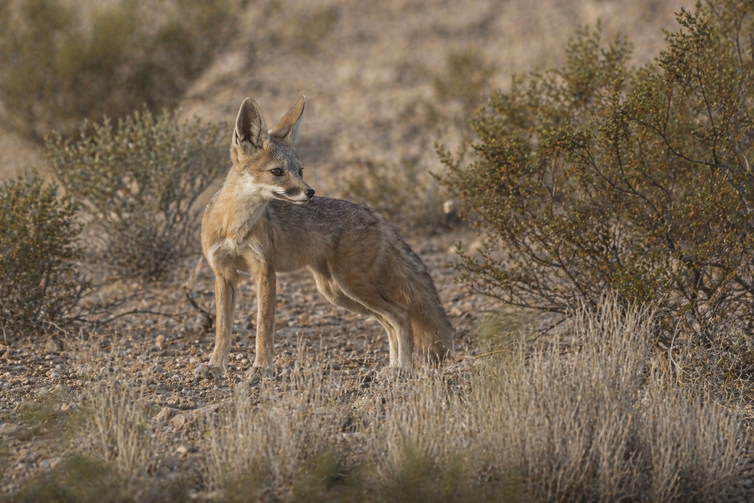 Kit fox featured image