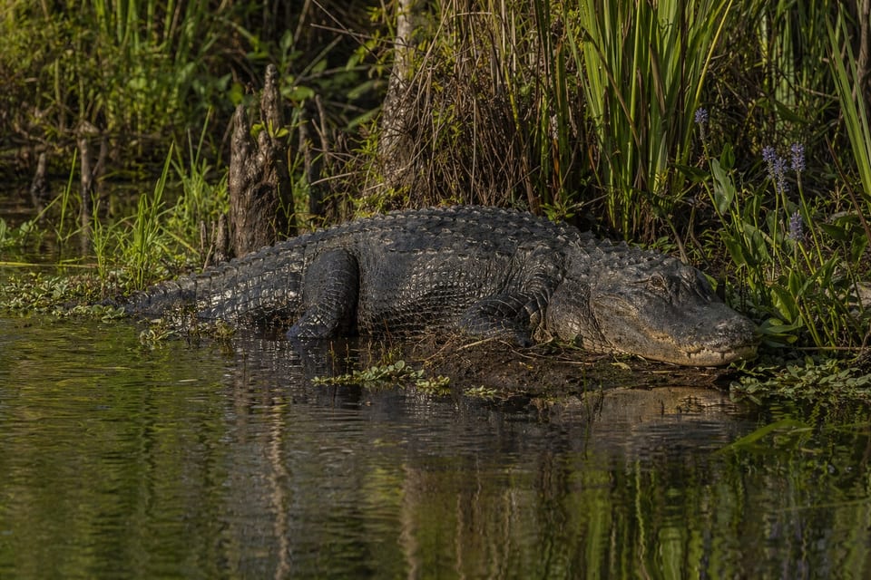 Largest alligator in florida featured image