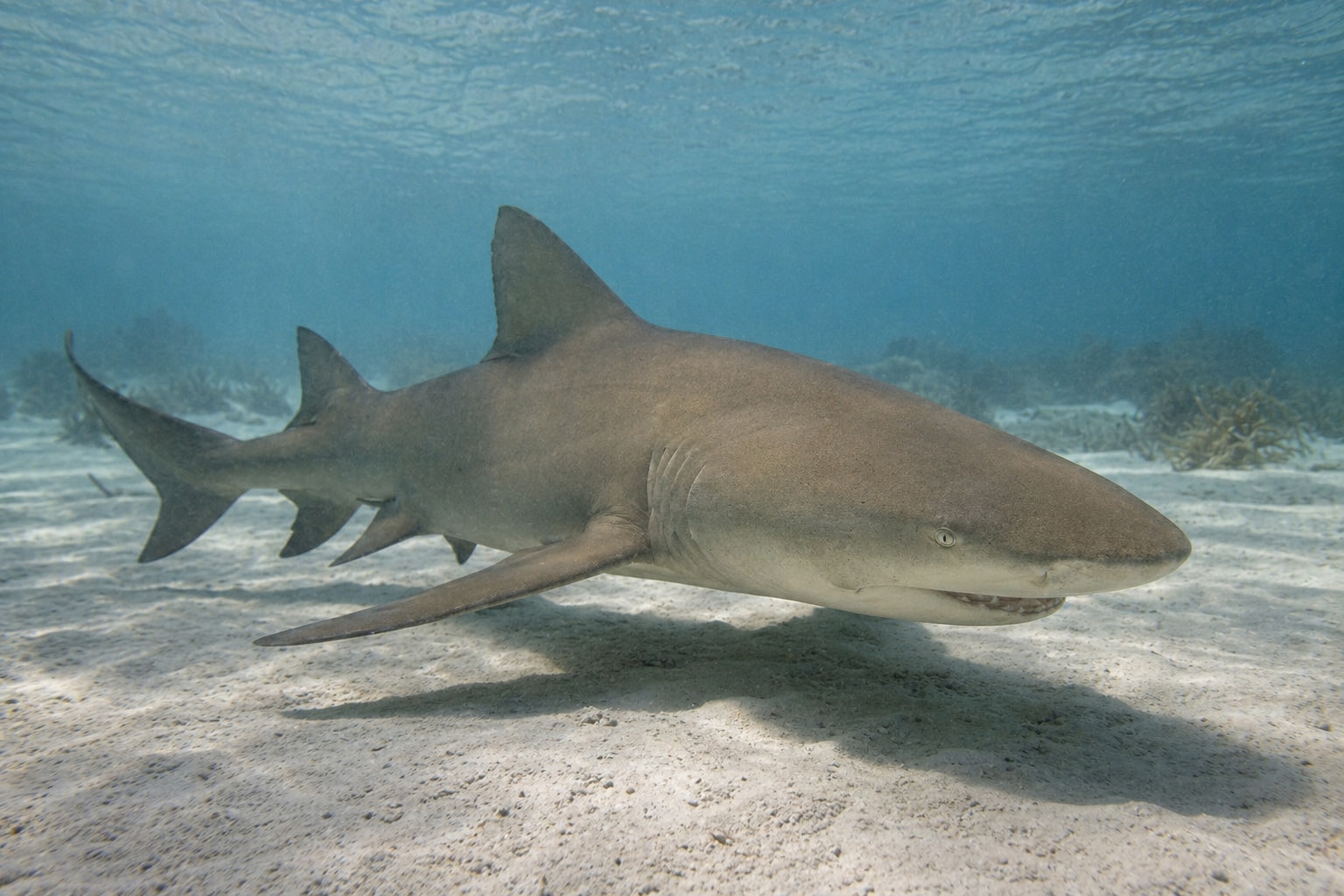 lemon shark featured image