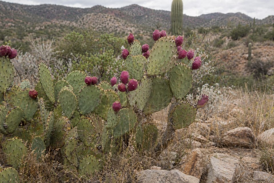 List of edible plants with pictures featured image