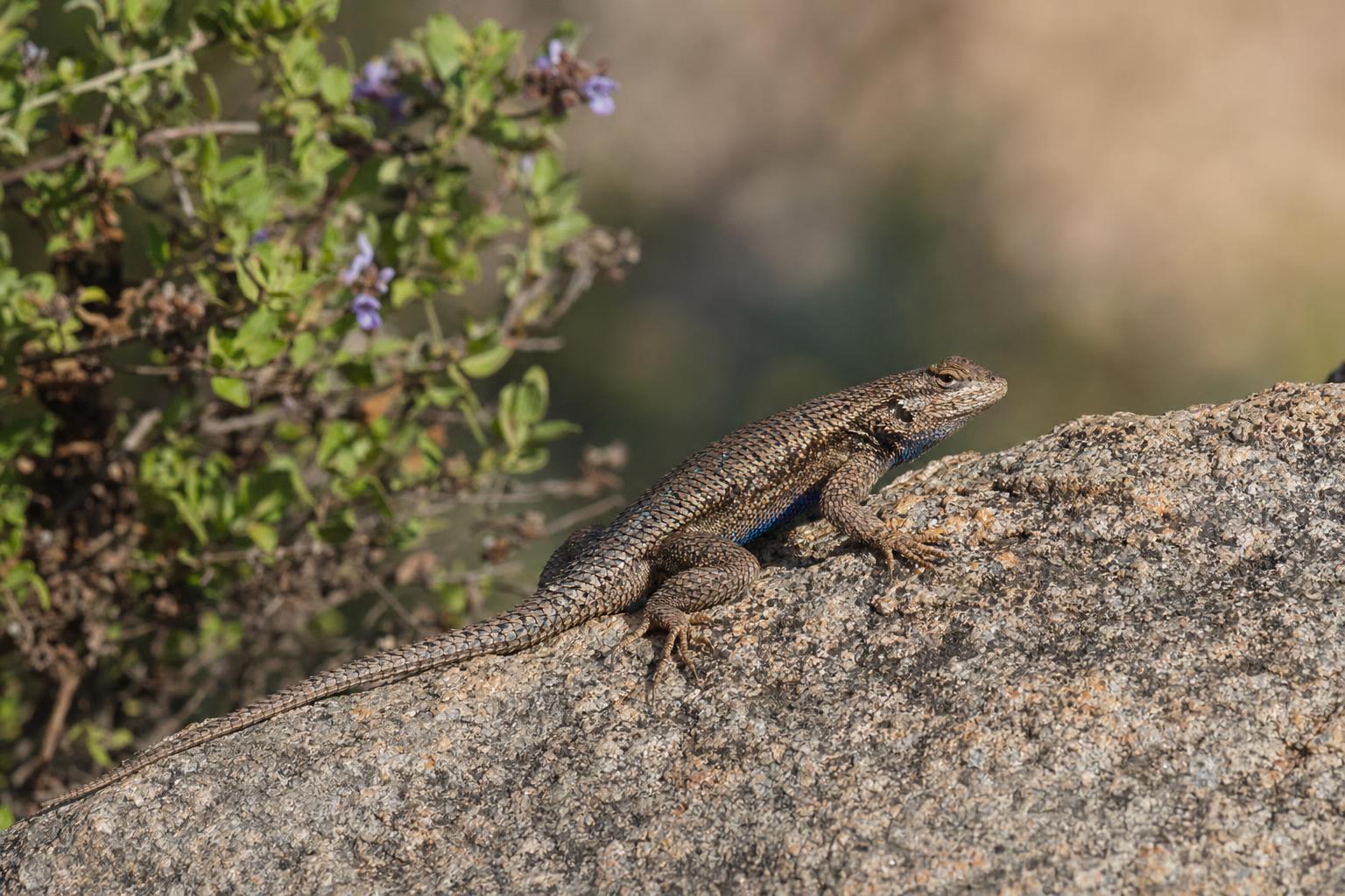 Lizards in California featured photo