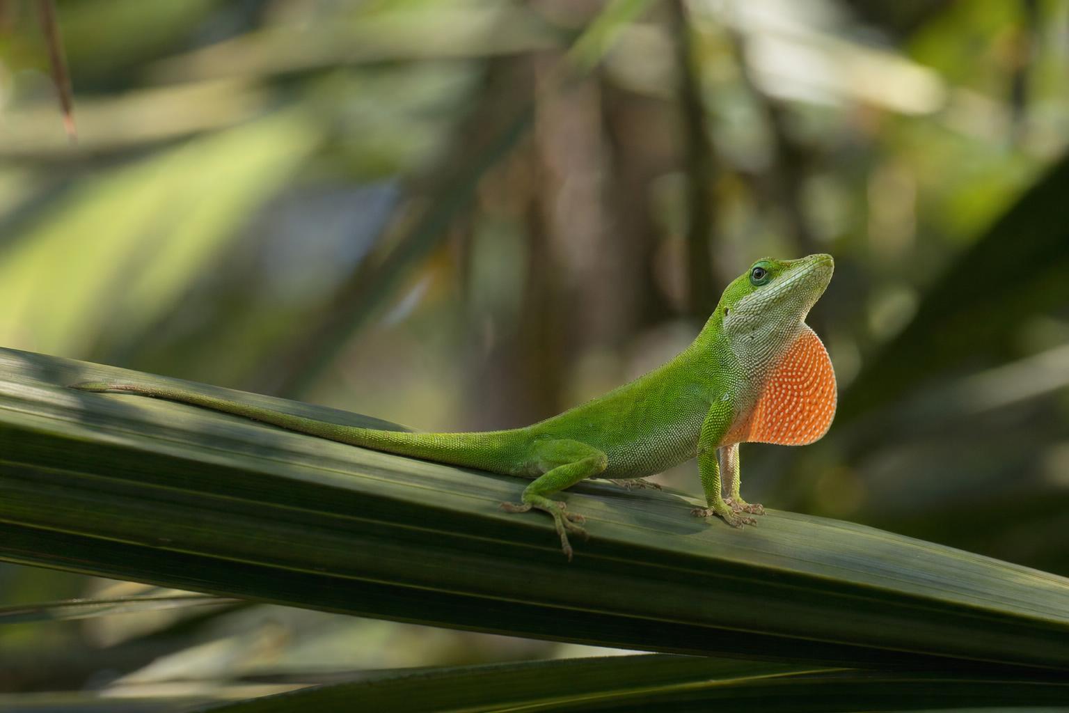 Lizards in Florida featured image