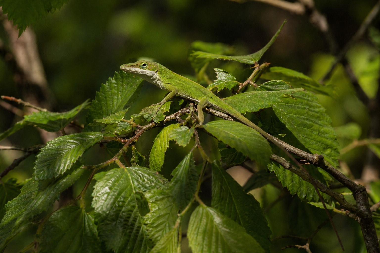 lizards in north Carolina featured image