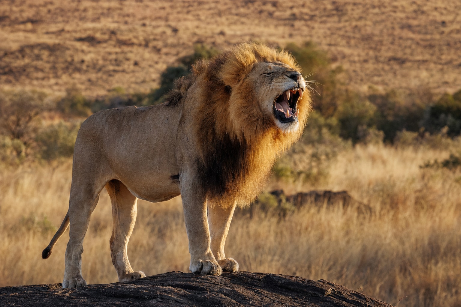 loudest animal in the world featured image