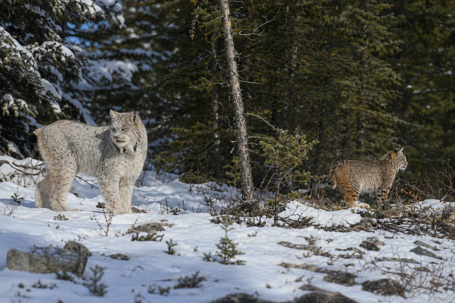 lynx vs bobcat featured photo