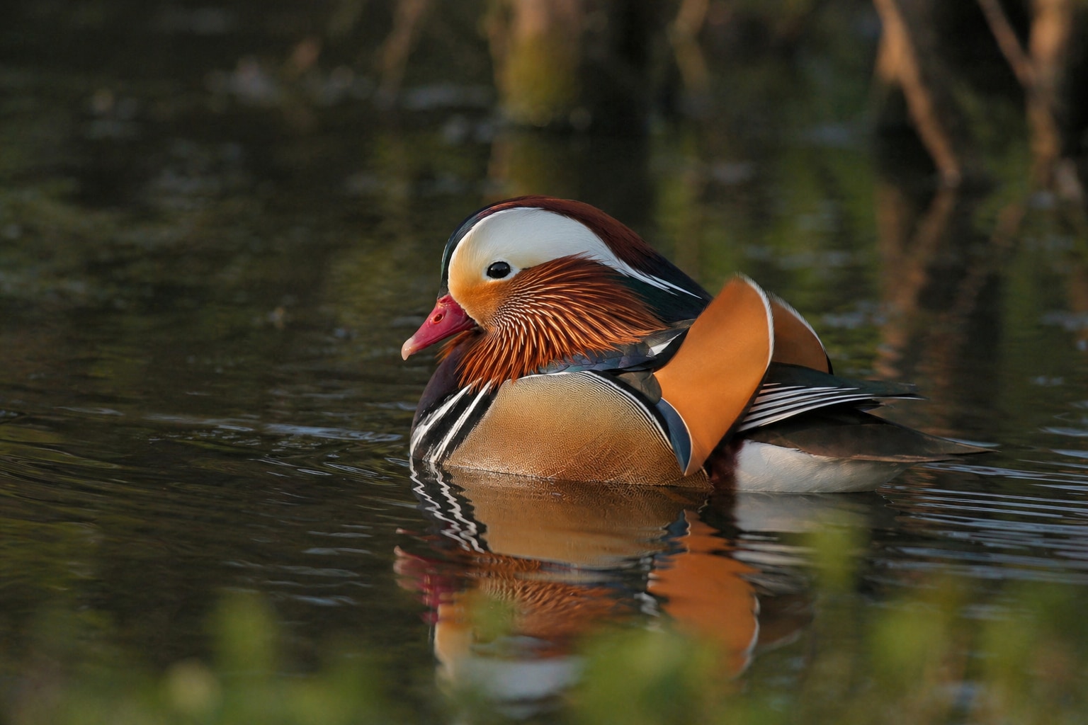Mandarin duck featured image