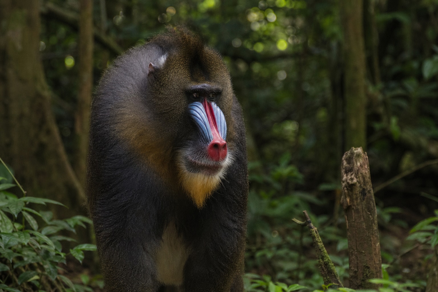 Mandrill featured image