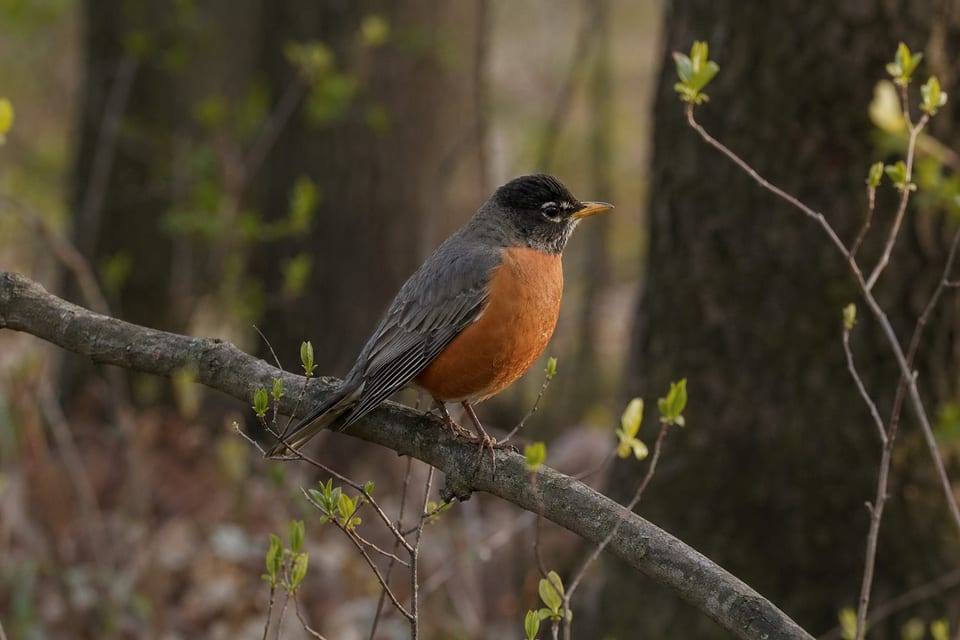 Michigan birds featured photo