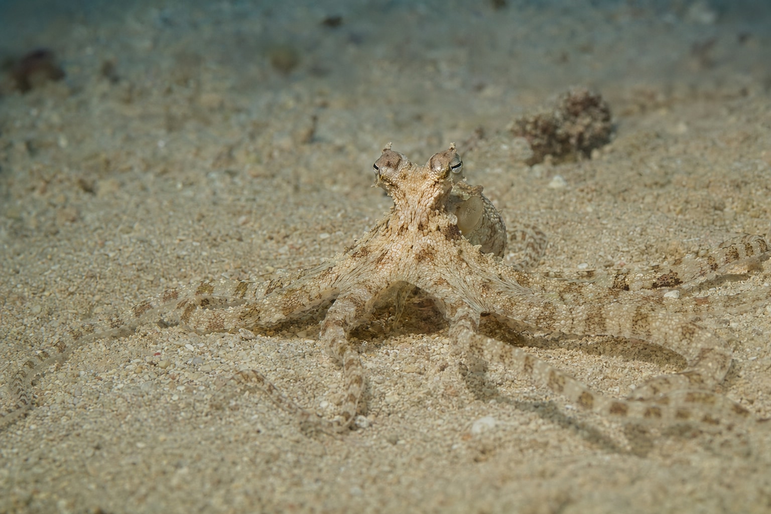 mimic octopus featured image