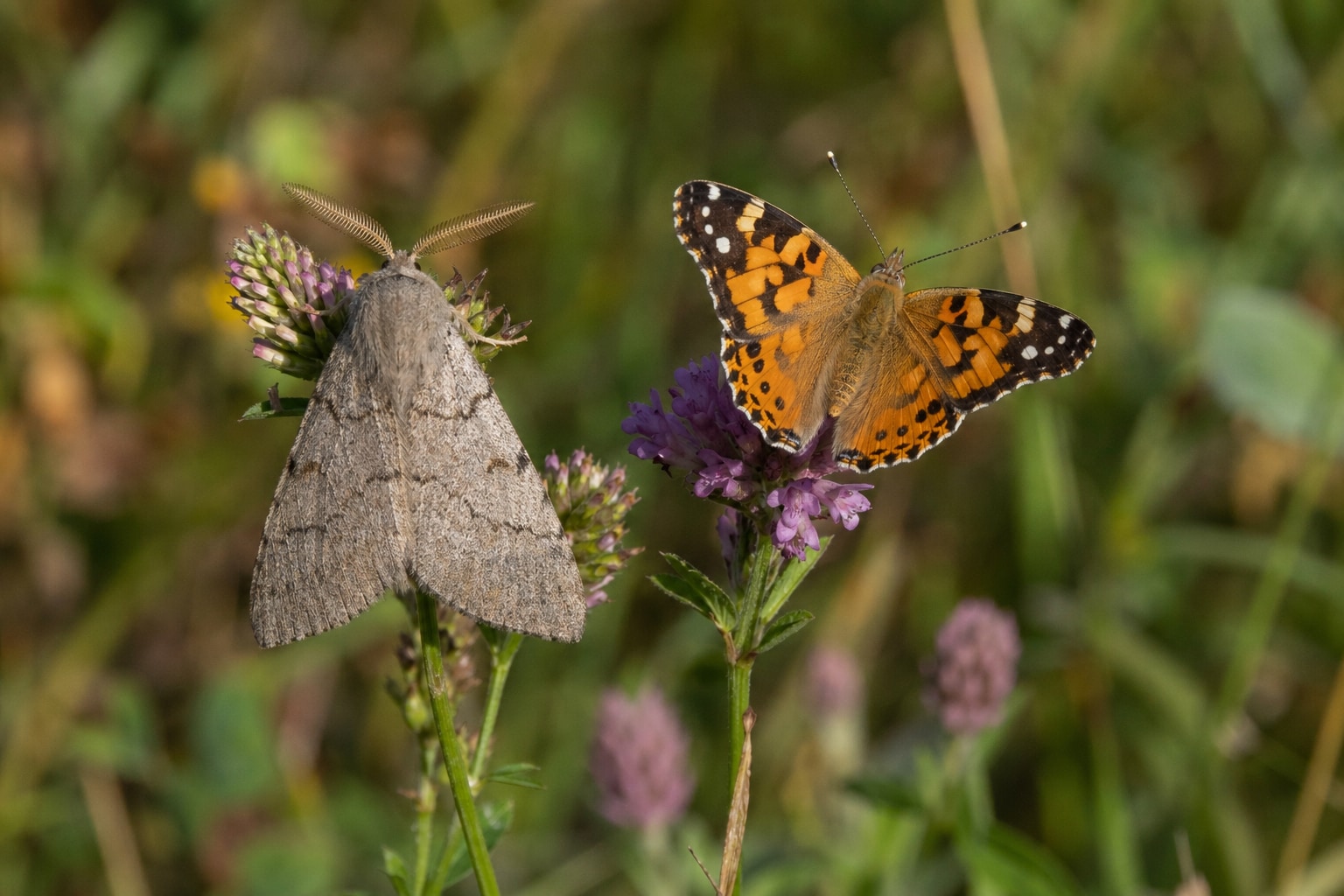 Moth vs butterfly featured image
