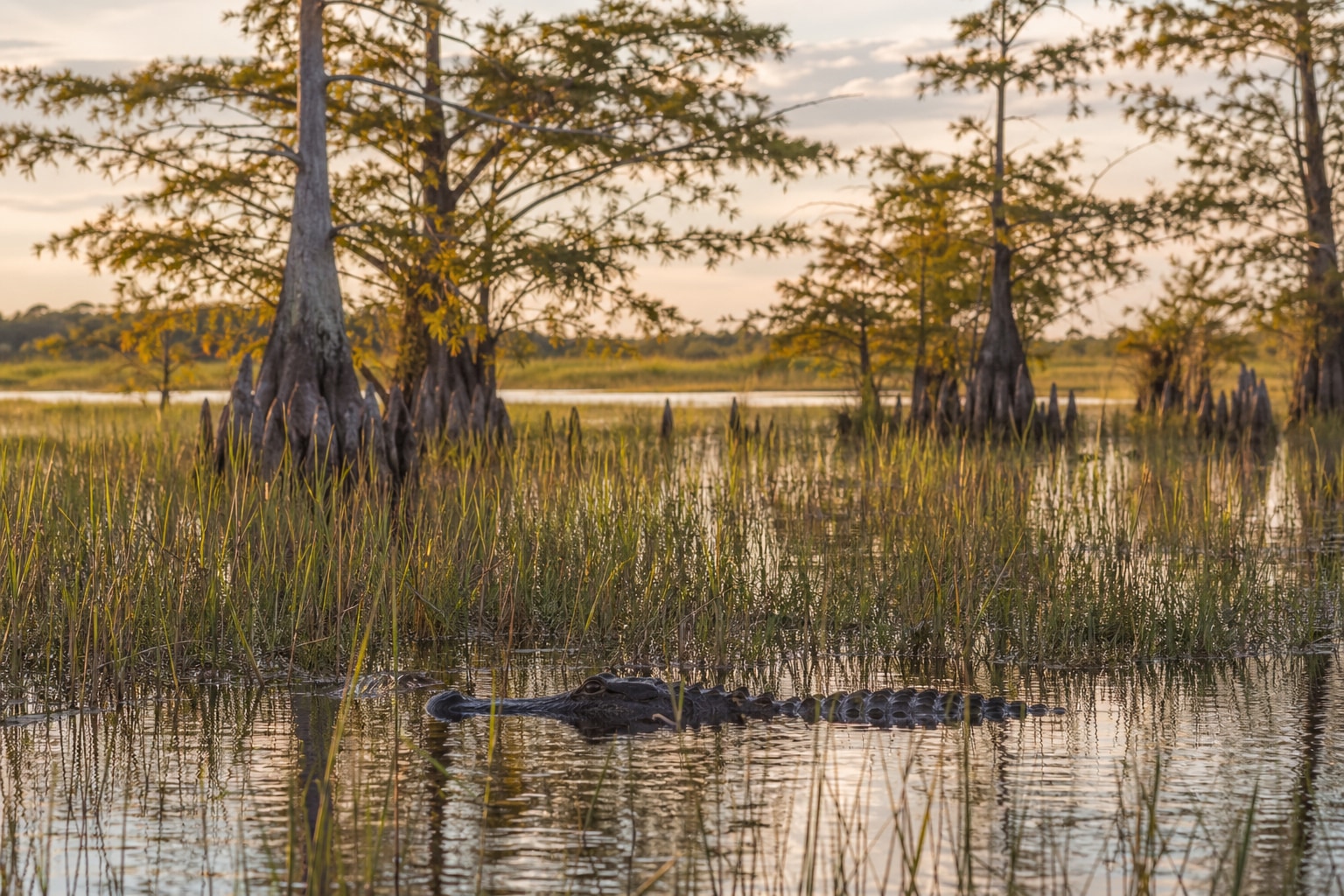 National Parks in Florida featured photo