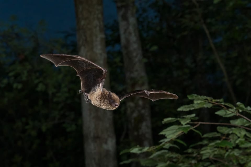 nocturnal animals list featured photo