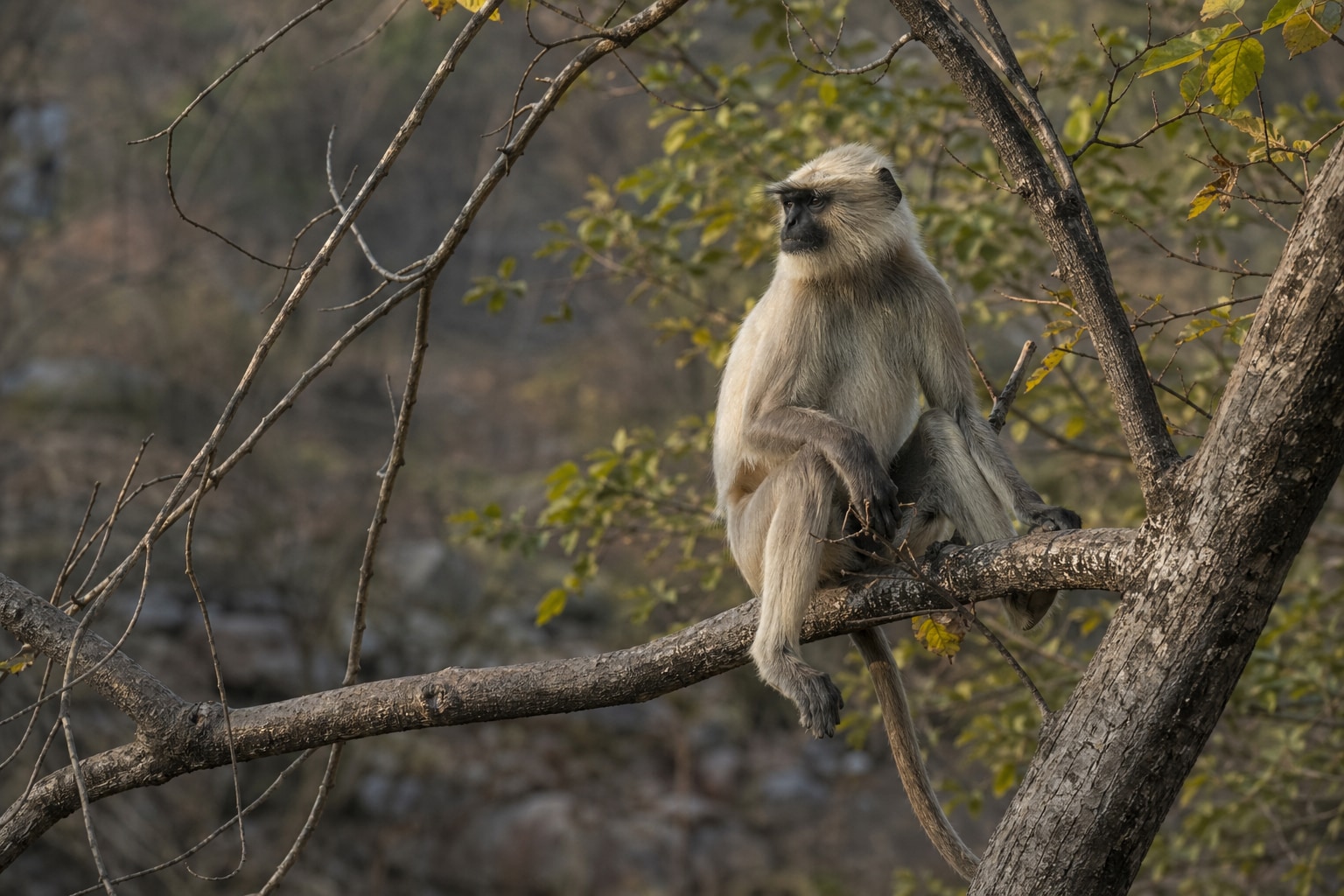 northern plains gray langur featured image